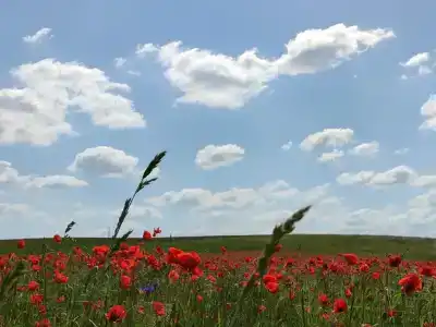 В хуторской тиши - 39