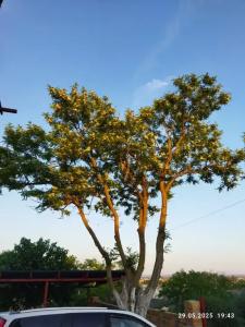 Ракушка Казантипа - 14