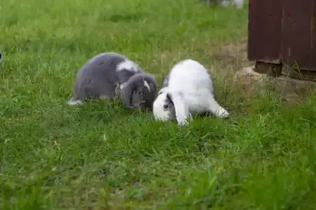 Вилла у озера Мядель - 14