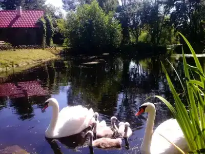 Олизаров Став - 12