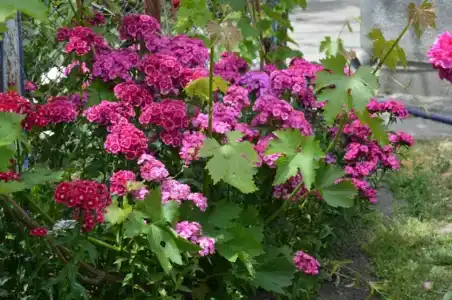 Родничок - 40