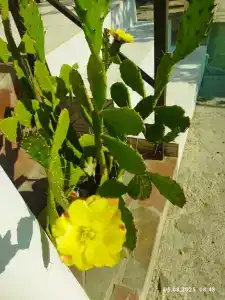 Ракушка Казантипа - 19