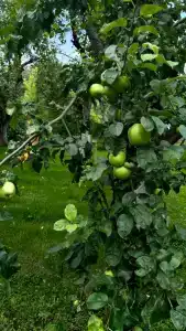 Курортное шале - 47
