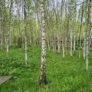 В гостях у леса - 56