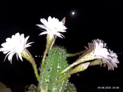 Ракушка Казантипа - 17