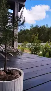 Сосны. Тут - 37