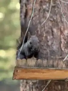 Терраса Домики в Архызе - 96