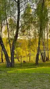 Глэмпинг на Березовой - 43