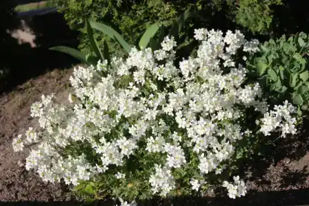 Жировичское Предместье - 37