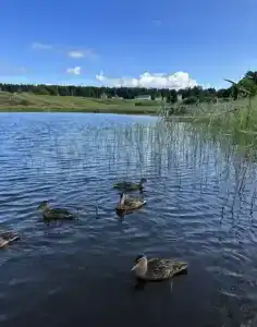 на берегу Ладоги - 120