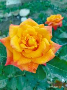 Ракушка Казантипа - 63