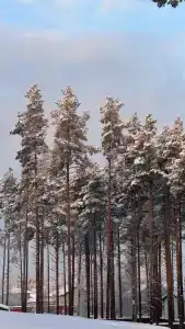 Шале в сосновом бору - 9