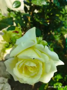 Ракушка Казантипа - 61