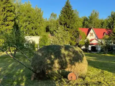Подсолнухи - 44