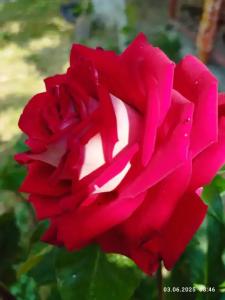 Ракушка Казантипа - 59