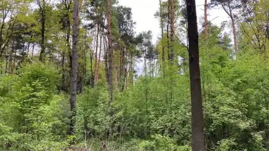 Квартира в ЖК Новое Бисерово с видом на лес - 16