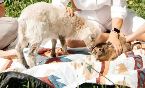 Семейная мини-ферма Фазенда - 119