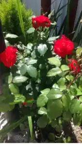 Пятигорский - 2