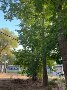 Алиса и Море - 1