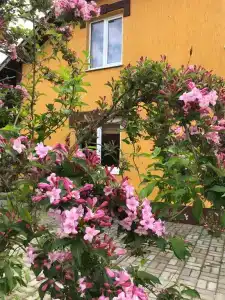 Царское село - 13