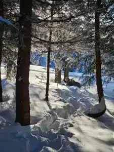 Уютный гостевой дом с видом на лес - 39