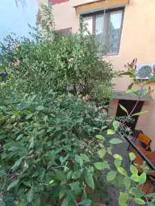 Панеа - 53