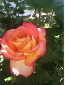 Цитадель - 101