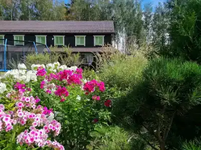 Сосны - 60
