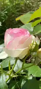 Дом у моря на Королёва 1 - 12