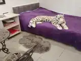 Четырёхместный номер двухкомнатный улучшенный 2н