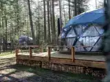 Купол Сфера лесная