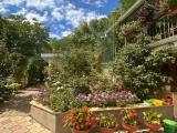 Blooming Rose garden!