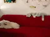 Отдельный дом Дом семейный