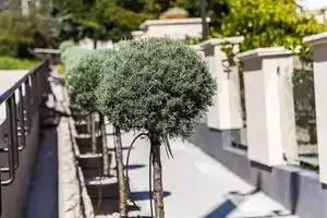 Villa Rosa Pension, Будапешт