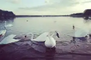 Usadba Tarusichi, Гродно
