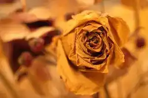 Buda Rose, Будапешт