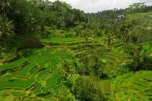 Отель «Alila Ubud»