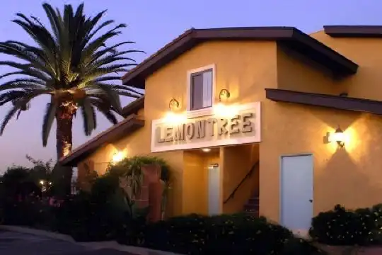 The Lemon Tree - 20