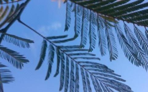 Morava Garden - 7