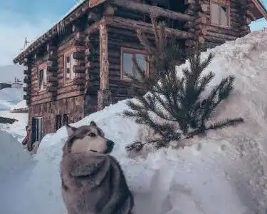 Mountain Cricket Chalets and Apartments - 122