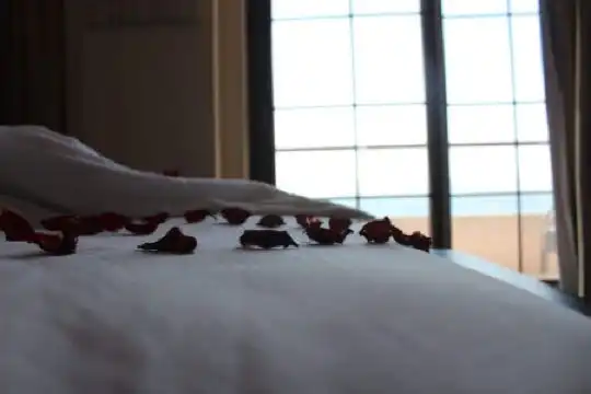 Sea view - 15