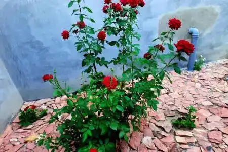 Ararat b&b - 8