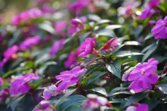 Ngọc Long Đà Lạt - 6