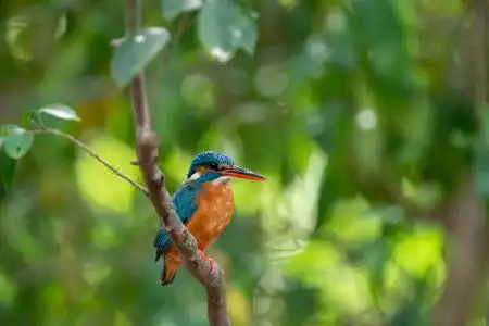 Kingfisher Resort Sigiriya - 2