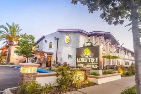 The Lemon Tree - 0