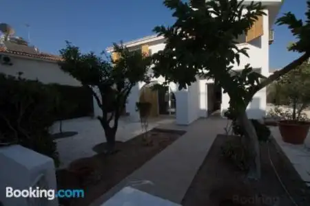 Fig Tree - 4