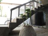 Penthouse Apartment