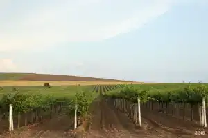 Гостевой дом «Солнечный свет», Веселовка