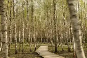Глэмпинг «Дыши лесом» в Тарусском районе