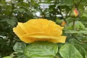 Семейный отель Марьино, Анапа